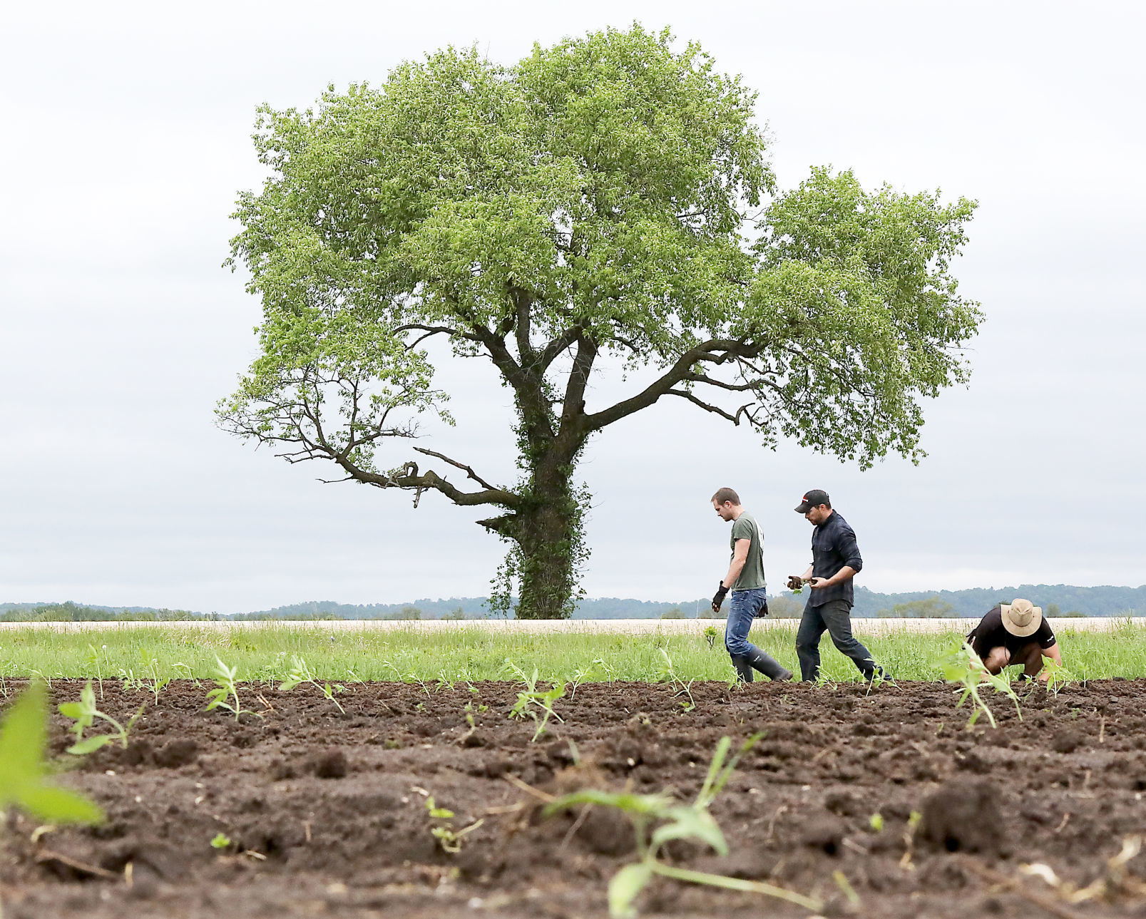 A hemp revival